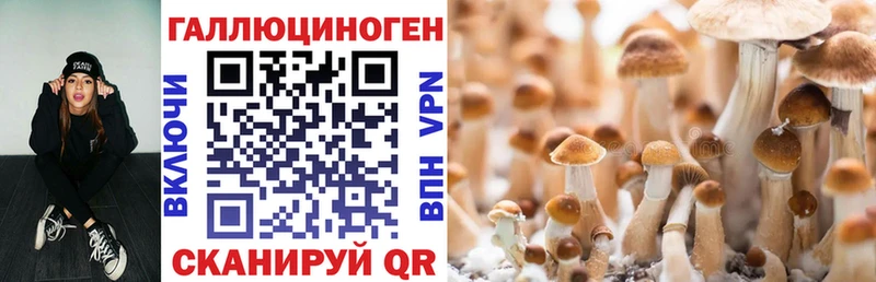 Купить где  Лакинск  Псилоцибиновые грибы Cubensis 